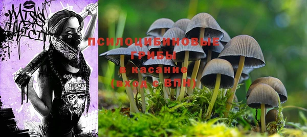 мяу мяу мука Белокуриха